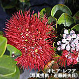 新定番 ハワイのおみやげ ハワイアン オヒア レフア ハニー アロハwebカワラ版