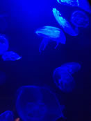 ���炰�̐����͌��z�I