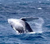 クジラの参考写真(写真協力:アトランティスナバテッククルーズ)