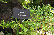 Maile�i�}�C���j