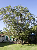 裏庭のコアの木